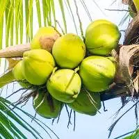 Fresh Green Coconut