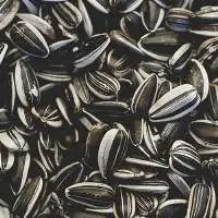Sunflower Seeds