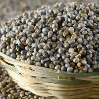Pearl Millet (Bajra)