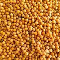Yellow Mustard Seeds