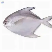 Pomfret Fish