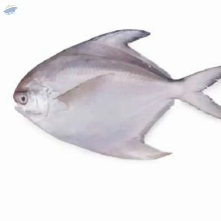 Pomfret Fish