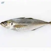 Jack Fish