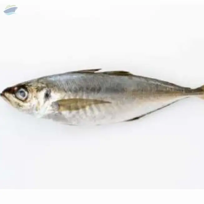Jack Fish