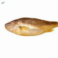 Croaker Fish
