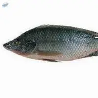 Tilapia Fish