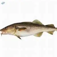 Cod Fish