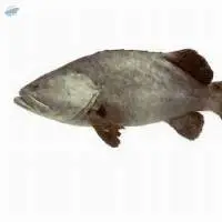 Grouper Fish