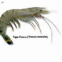 Tiger Prawn