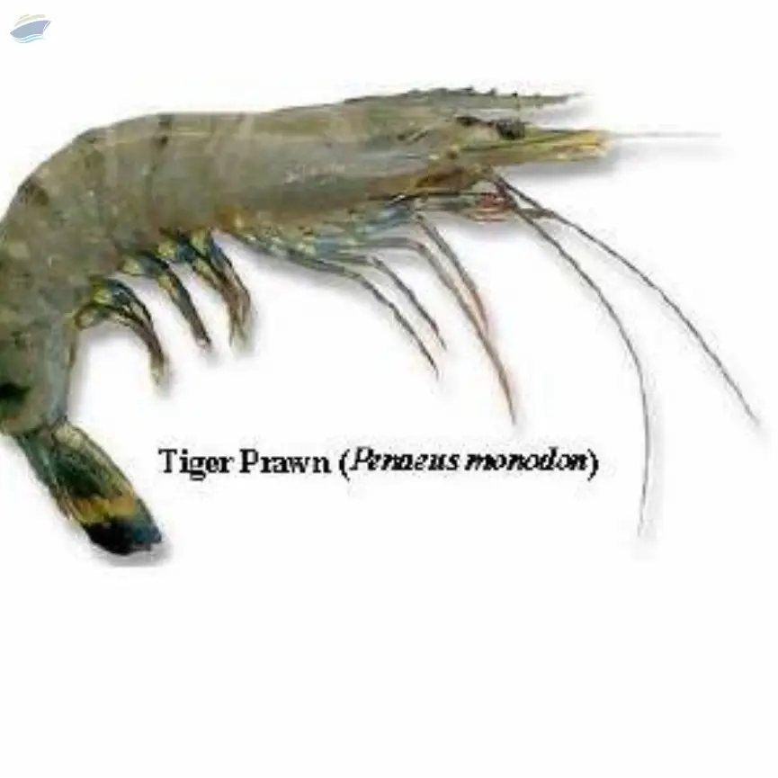 Tiger Prawn