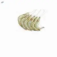 White Prawn