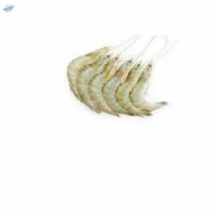 White Prawn