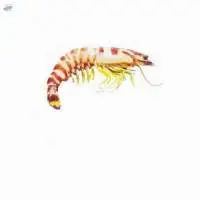 Flower Prawn