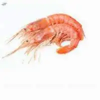 Pink Prawn