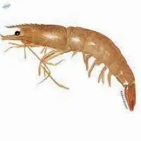 Brown Prawn