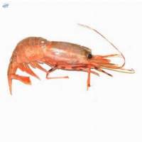 Deep Sea Prawn
