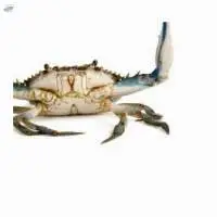 Blue Crab