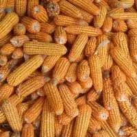 Dent Corn