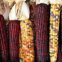 Flint Corn