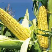 Sweet Corn