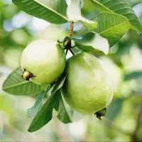Guava