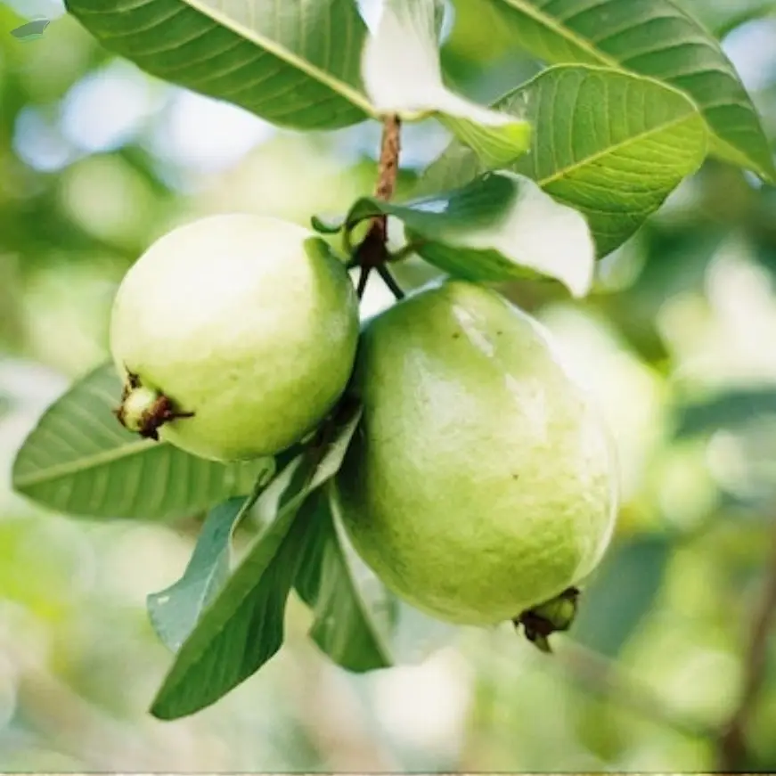 Guava