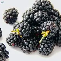 Blackberry