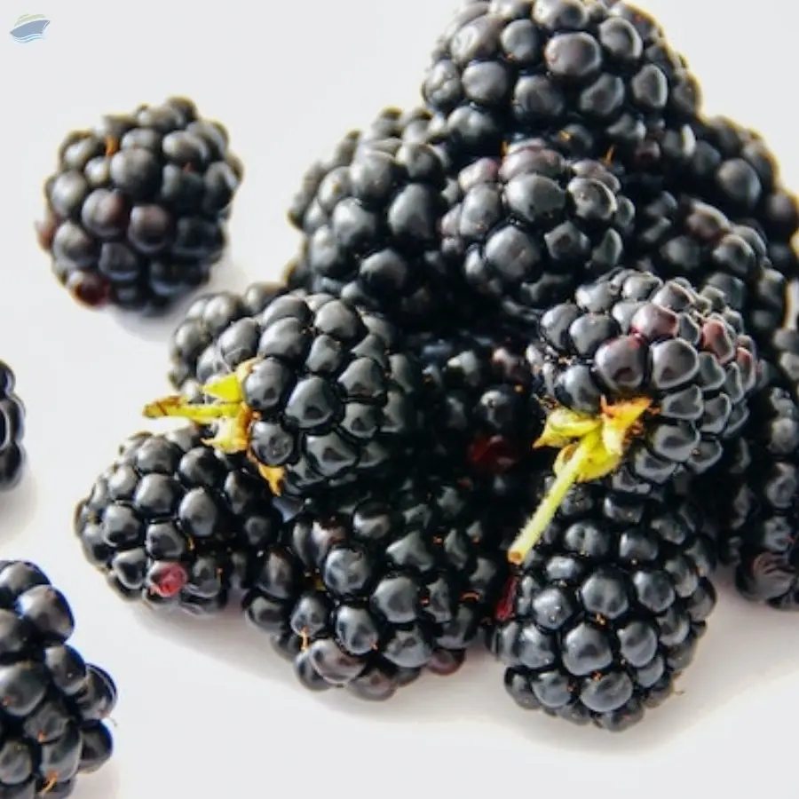Blackberry