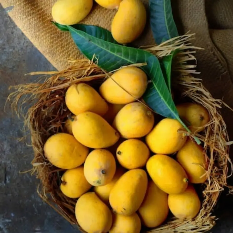 Mango