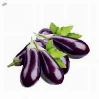 Brinjal