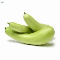 Bottle Gourd(Loki)