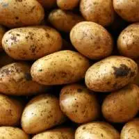 Potato