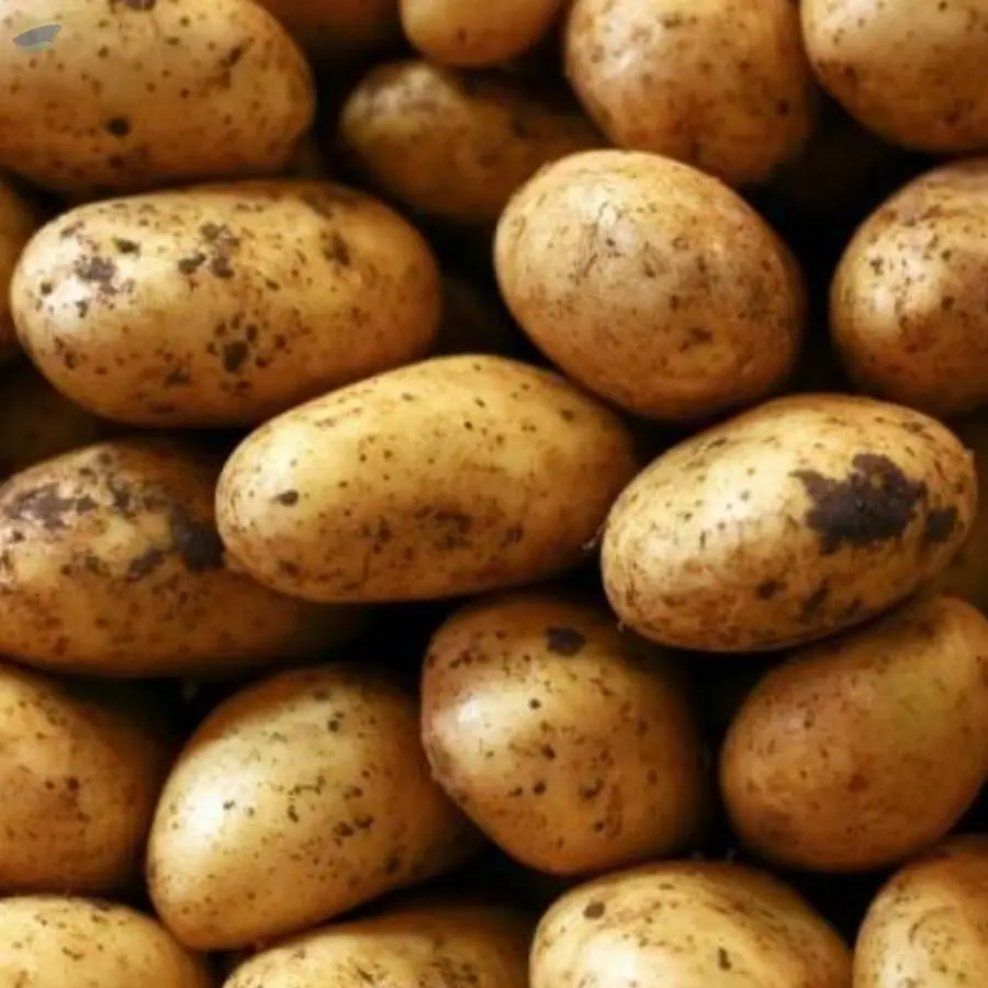 Potato