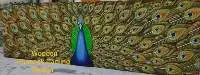 Wooden Peacock Carving Design