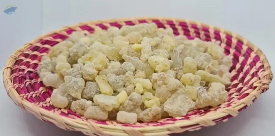 Gum Olibanum 1A