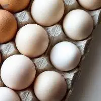 egg
