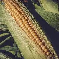 Corn