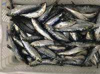 Sardine Fish