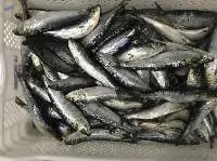 Sardine Fish