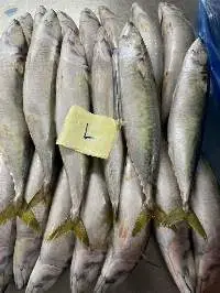Mackerel
