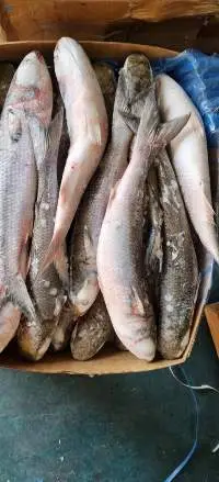 Grey Mullet