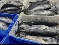 Bonito (Sarda Sarda)