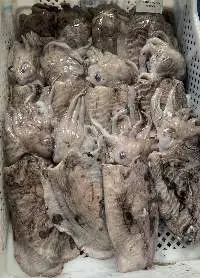 Cuttlefish