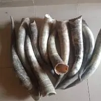 Cow Horns