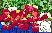 Fresh Flowers