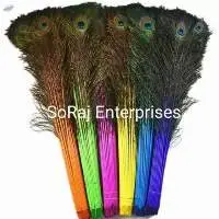 Peacock Feathers