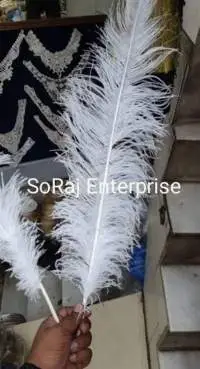 Long- Natural Ostrich Feathers  22-24 Inch White