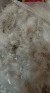Natural Duck Down Goose Feathers