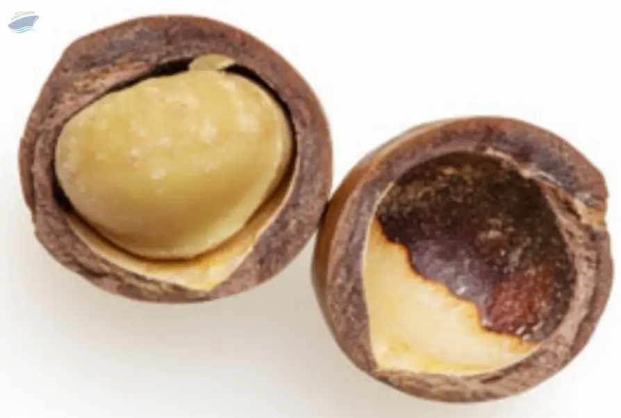 Macadamia Nuts