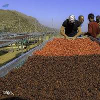 Yemen Green Coffee Beans